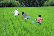 雑草を取るのも大事な作業 『雑草を取るのも大事な作業』の画像