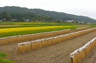 おだがけと呼ばれる天日干しの風景 『おだがけと呼ばれる天日干しの風景』の画像