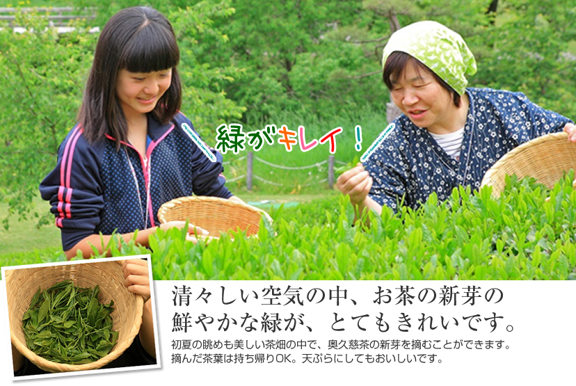 『茶摘み体験』の画像