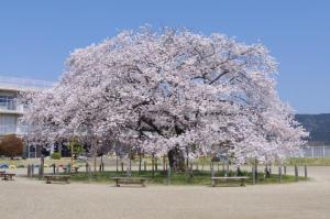 瑞龍小学校のサクラ(ずいりゅうしょうがっこうのさくら)