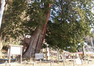 西金砂神社のサワラ（にしかなさじんじゃのさわら）