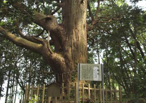 武生神社の太郎杉(たきゅうじんじゃのたろうすぎ)