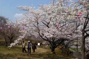 さくらまつり（西山公園）