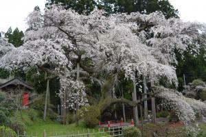 泉福寺のシダレザクラ（せんぷくじのしだれざくら）