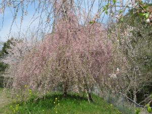 五反田の桜