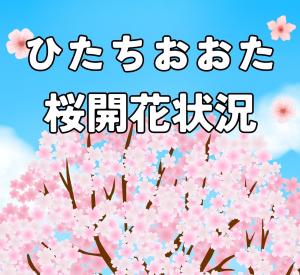 4/9更新🌸常陸太田市内桜開花状況🌸