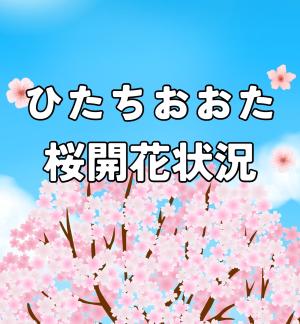 4/21更新🌸常陸太田市内桜開花状況🌸