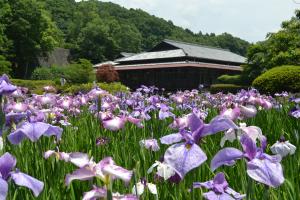 花菖蒲まつり（６月中旬～下旬）