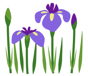 西山の里 桃源　花菖蒲の開花状況（R7.6.9）