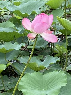 親沢池のハス 開花情報（７月7日の様子）