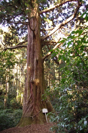 『真弓神社の爺杉』の画像