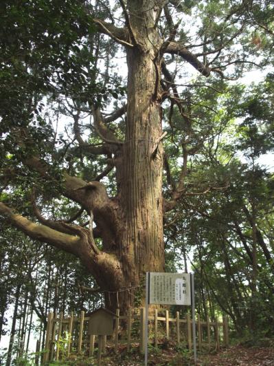 『武生神社の太郎杉』の画像