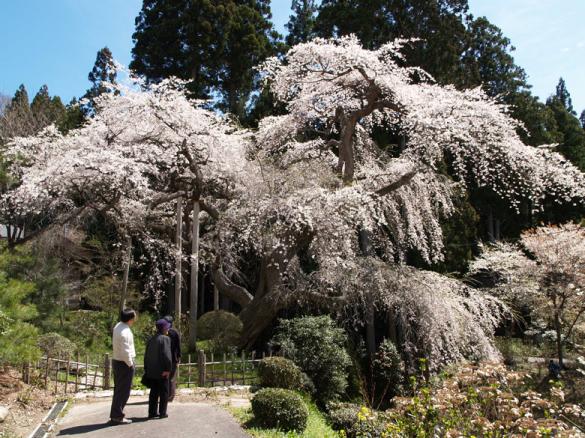 『泉福寺のシダレザクラ』の画像