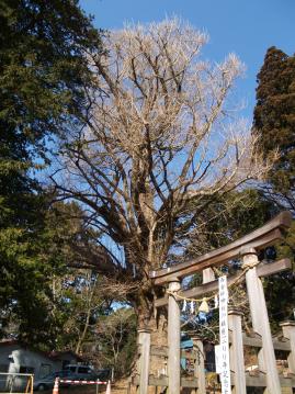 『西金砂神社02』の画像