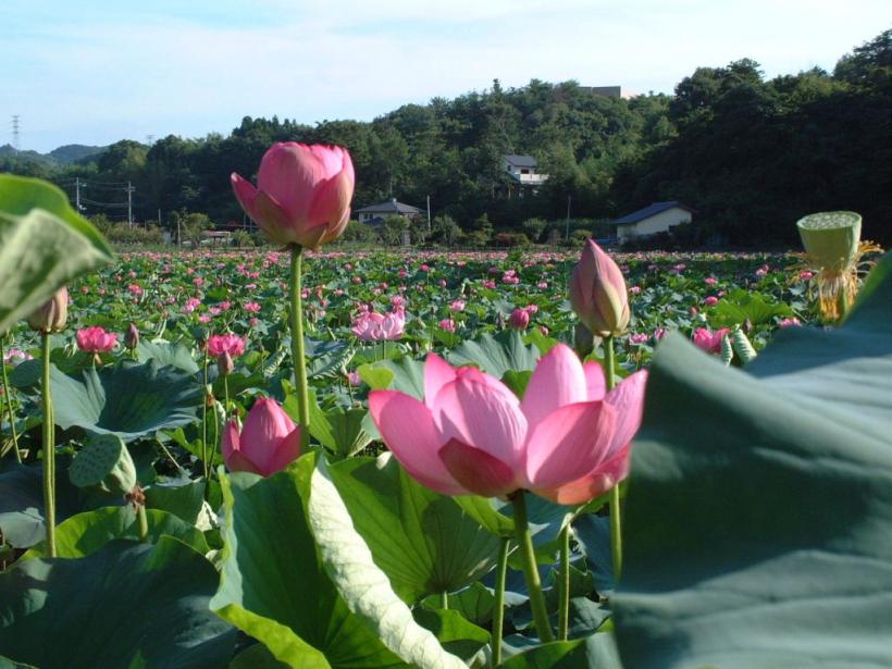 『親沢池親水公園01』の画像