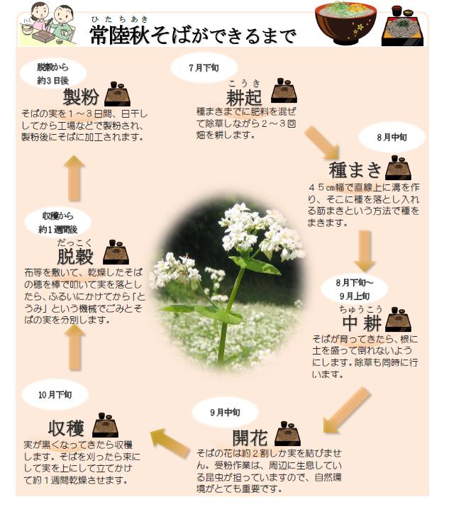 常陸秋そば02 『常陸秋そば02』の画像