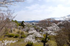 『さくらまつり（西山公園）01』の画像