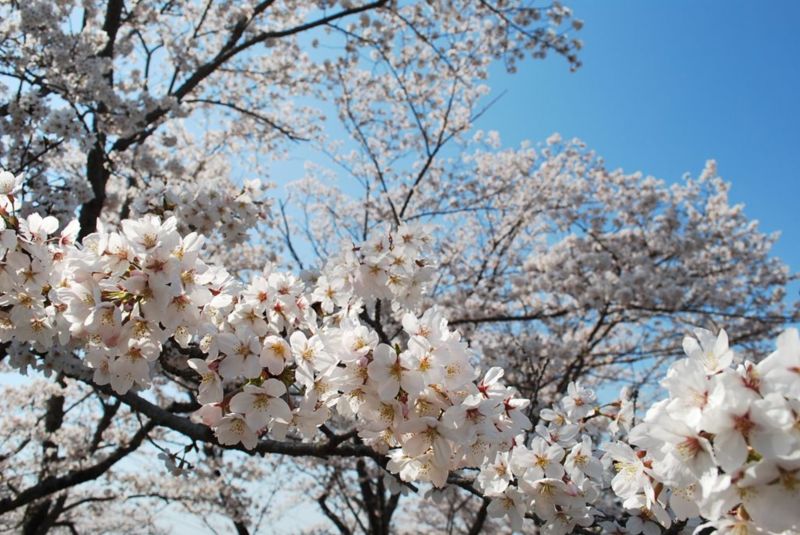 『さくらまつり（西山公園）02』の画像