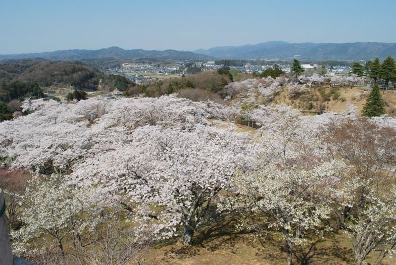 『さくらまつり（西山公園）03』の画像