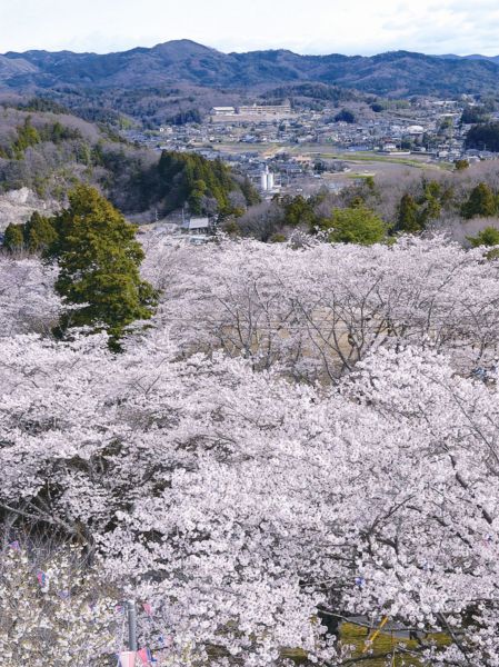 『さくらまつり（西山公園）04』の画像