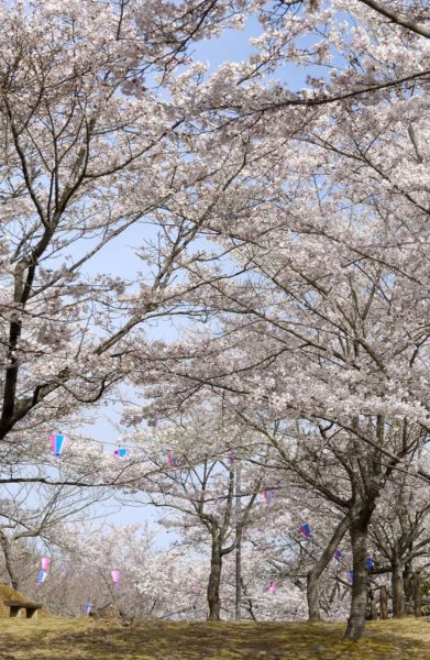 『さくらまつり（西山公園）05』の画像