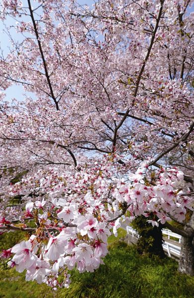 『さくらまつり（西山公園）06』の画像