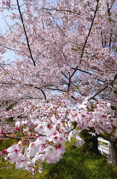 『さくらまつり（西山公園）06』の画像