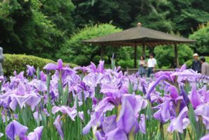 『花菖蒲まつり01』の画像