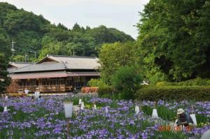 『花菖蒲まつり05』の画像