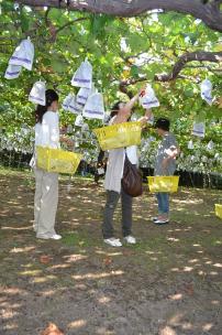 『ぶどう園コース08』の画像