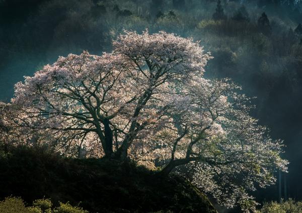 『優秀賞 幽玄（小室博彦）』の画像