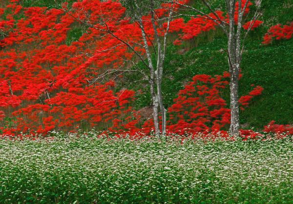 『フジカラー賞 彼岸花(小野瀬清三)』の画像