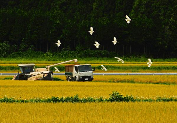 『特別賞―茨城県カメラ商組合長賞「豊作」（小野瀬　清三）』の画像