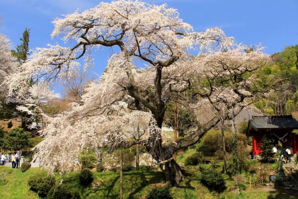 『ノミネート賞「泉福寺の枝垂れ桜」坂野しげ子』の画像