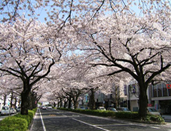 『平和通りの桜並木』の画像