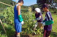 『栽培の方法や生育の過程も学べます』の画像