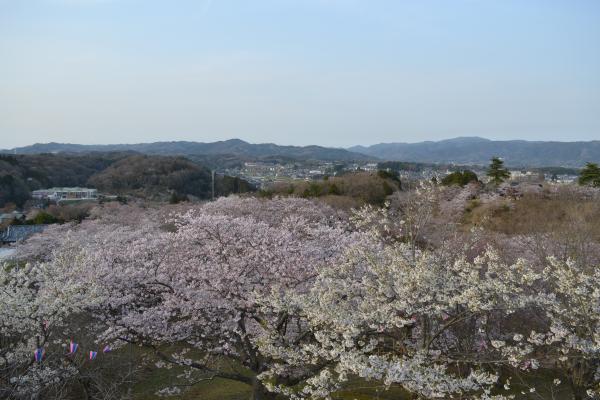 『20160406西山公園桜2』の画像