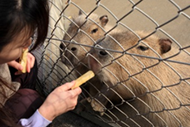 つぶらな瞳がかわいい 『つぶらな瞳がかわいい』の画像
