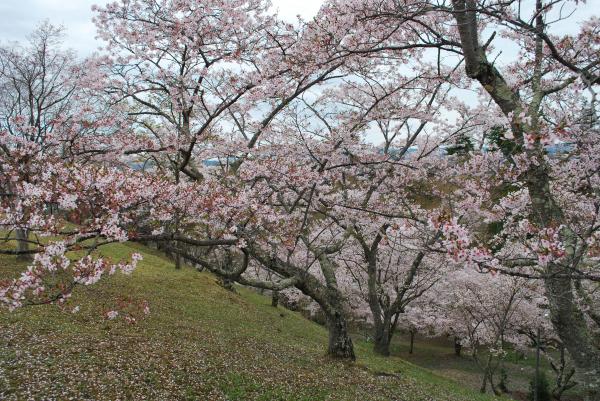 『20160411西山公園1』の画像