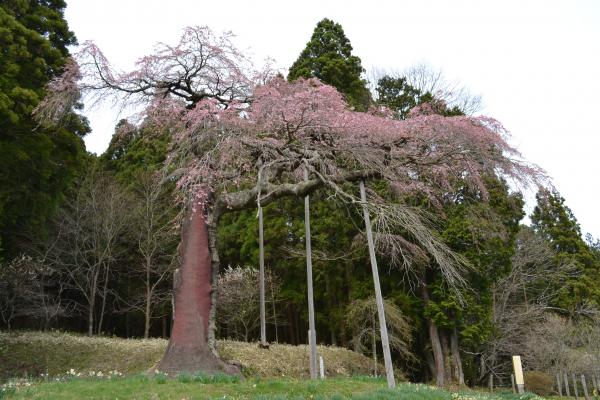 『七反シダレサクラ4/16』の画像