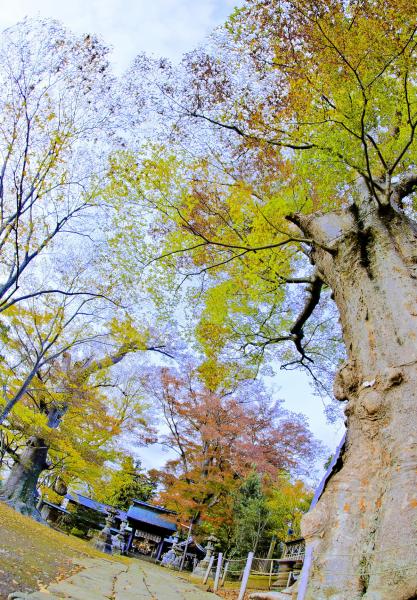 『若宮八幡宮2』の画像