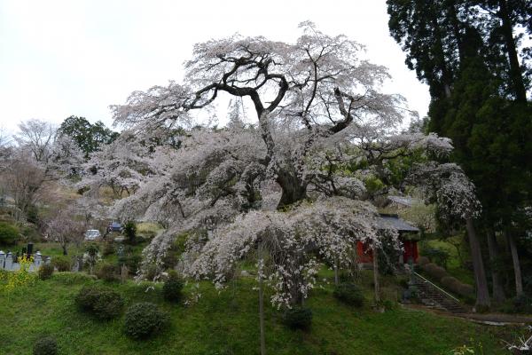 『泉福寺　桜2』の画像