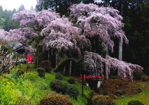 『魅力アップ部会賞(山田屋旅館)米川誠』の画像