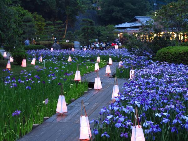 『第１回 佳作 花菖蒲にみせられて(羽賀佐智子)』の画像