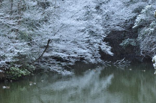 『第1回 佳作 小雪の不老池(小林輝雄)』の画像