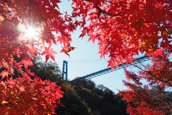 『秋色の大吊橋』の画像