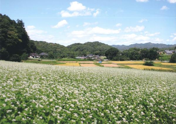 『片岡肉店賞　林陽子　一面の蕎麦畑』の画像