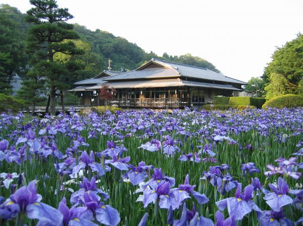 『西山の里桃源花菖蒲』の画像