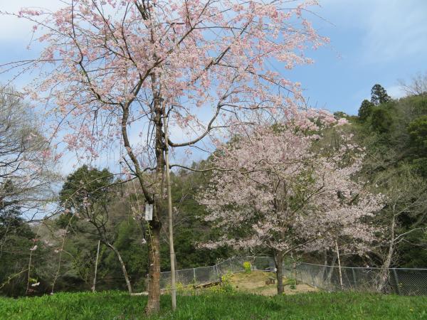 『五反田ため池のさくら』の画像