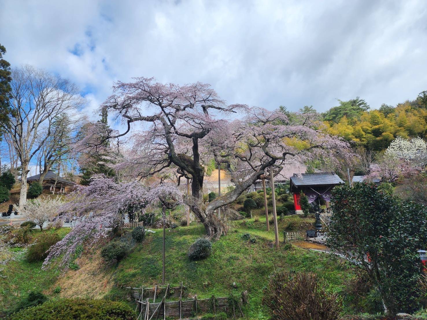 『R7.4.9泉福寺桜状況』の画像